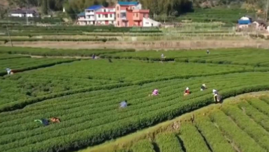 千城百縣看中國｜江西遂川：“茶票”助力“點(diǎn)茶成金”