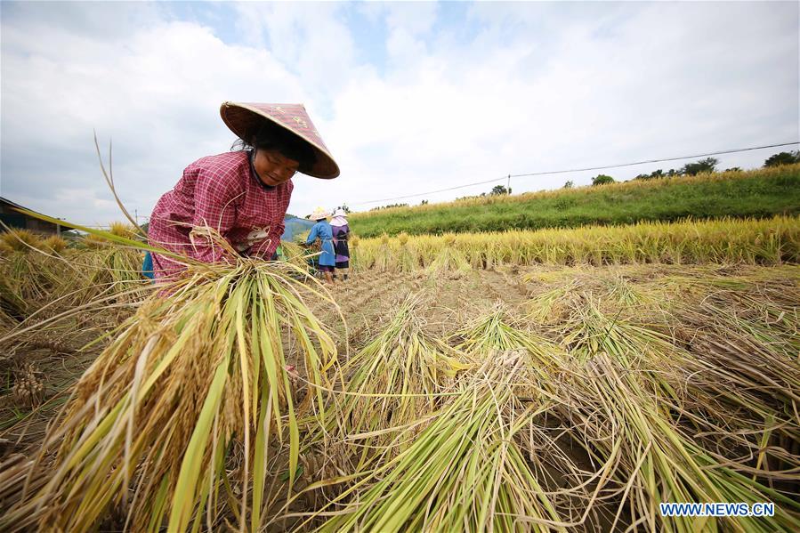 #CHINA-AUTUMN-PADDY FIELDS (CN)