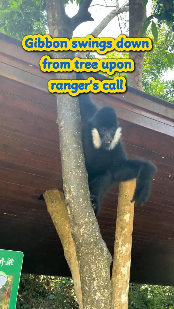Gibbon swings down from tree upon ranger's call in SW China