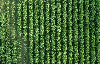 In pics: silkworm breeding base in east China's Zhejiang