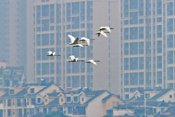 江西經(jīng)濟轉(zhuǎn)型求變：注入生態(tài)、創(chuàng)新、智能多重因子