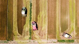 夏糧，穩(wěn)！