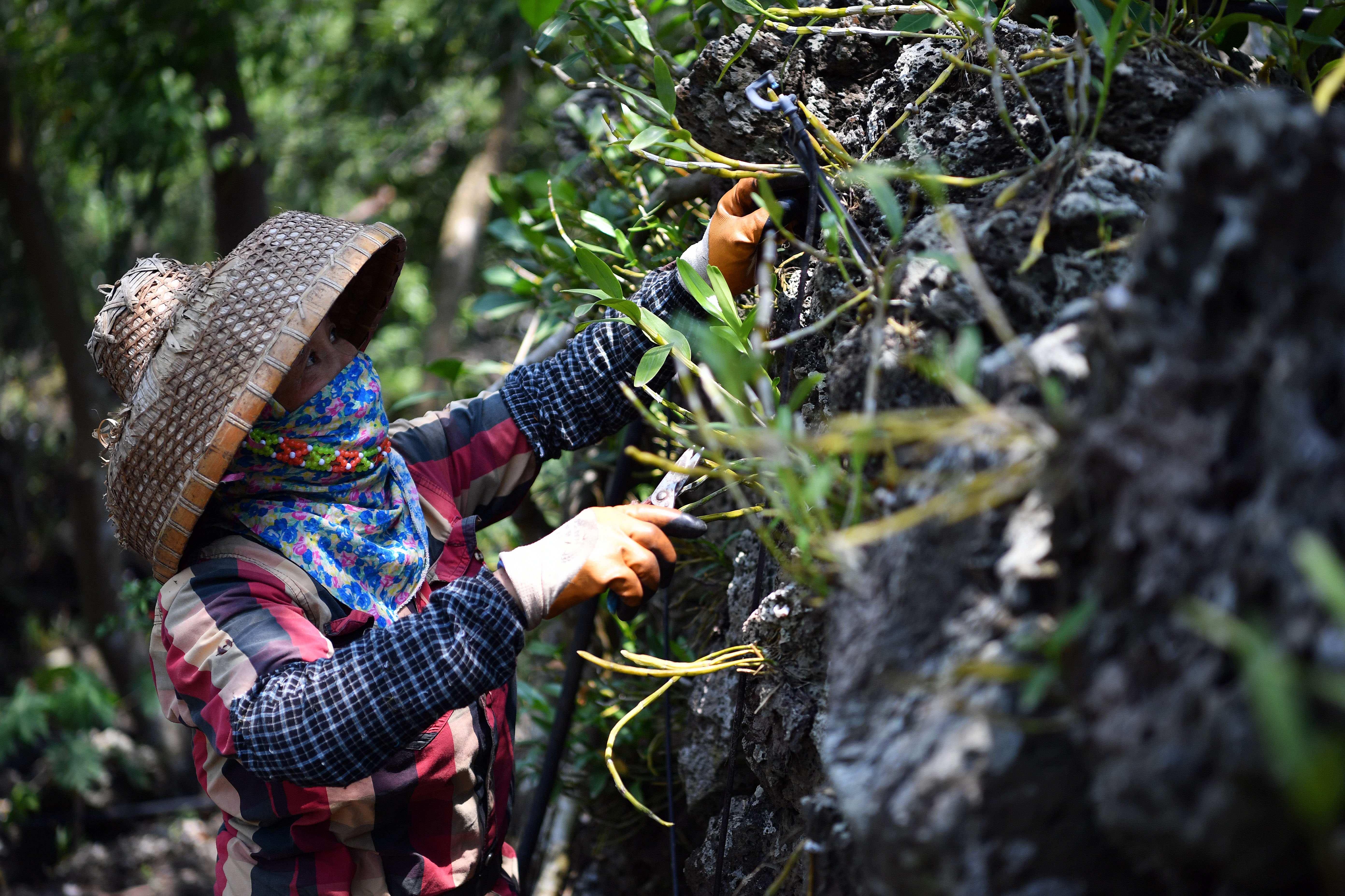 【圖集】海南施茶村：火山石上開出幸?；? /></a>
            <p class=