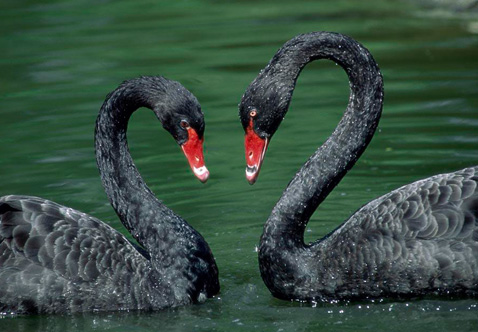 ?？低?ldquo;黑天鵝&rdquo;驚魂兩天