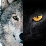 探針 | 2016：雙極，雙11