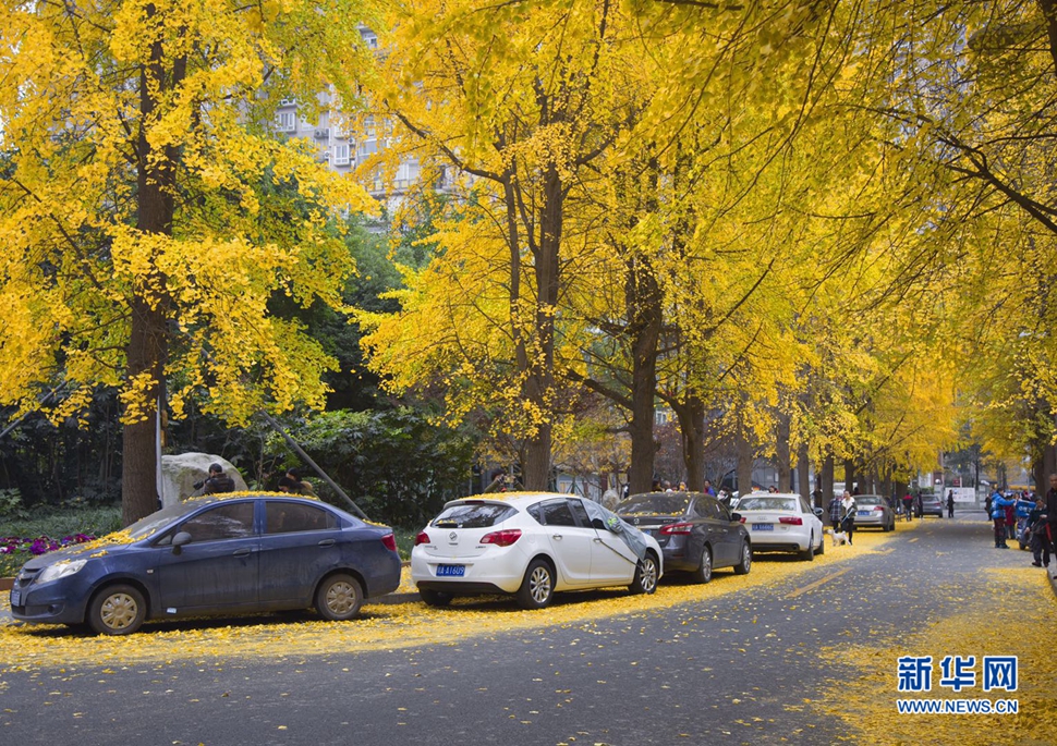 冬日暖陽，成都的銀杏已滿地