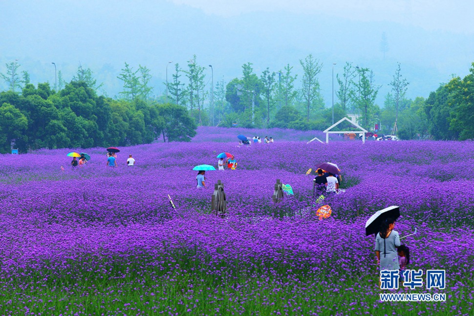 雨中游蓀湖花海，美翻了！