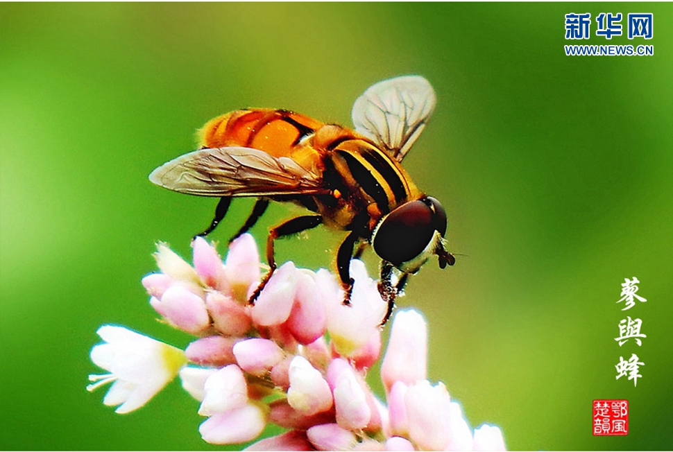 蓼與蜂、蜘蛛