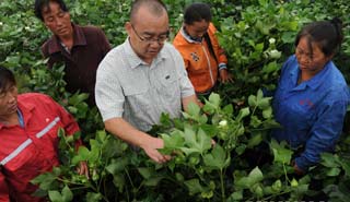 盧懷玉：當(dāng)棉農(nóng)的感覺挺好！