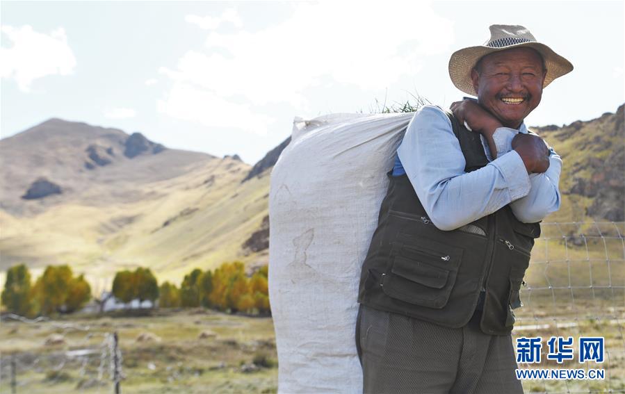 （社會(huì)）（1）西藏：牧草豐收儲(chǔ)&ldquo;冬糧&rdquo;