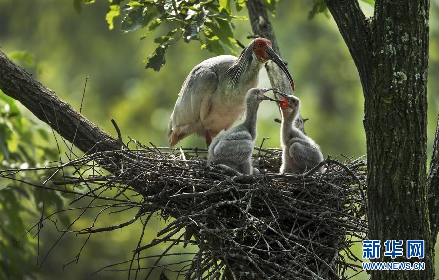 （壯闊東方潮 奮進(jìn)新時(shí)代&mdash;&mdash;慶祝改革開(kāi)放40年）（7）美麗中華大地書(shū)寫(xiě)綠色傳奇