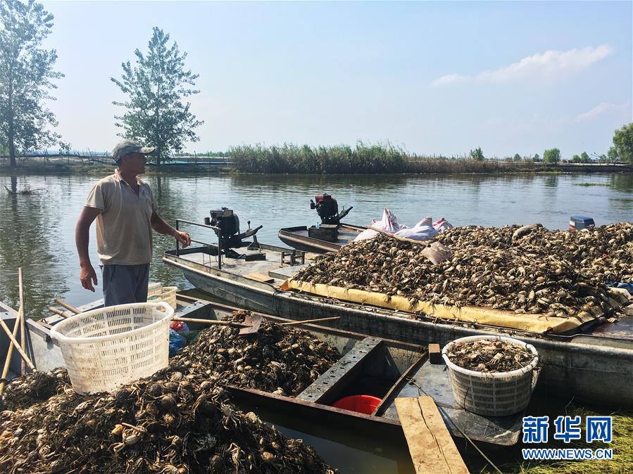 （新華視點&middot;圖文互動）（1）上游洪水來襲下游魚蟹死亡，泄洪為何變泄污？