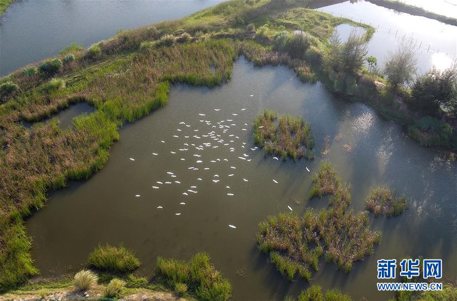 （圖文互動&middot;百城百縣百企調(diào)研行）（5）&ldquo;濕地海口&rdquo;的生態(tài)文明建設(shè)實(shí)踐
