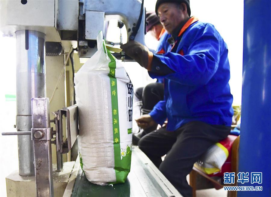 （在習(xí)近平新時(shí)代中國(guó)特色社會(huì)主義思想指引下&mdash;&mdash;新時(shí)代新作為新篇章&middot;鄉(xiāng)村振興戰(zhàn)略&middot;圖文互動(dòng)）（3）吉林榆樹(shù)：產(chǎn)糧&ldquo;冠軍縣&rdquo;大旱之年從容應(yīng)對(duì)減產(chǎn)考驗(yàn)