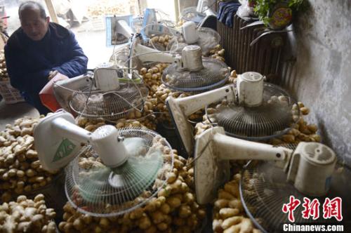 資料圖：山西太原蔬菜批發(fā)市場，姜販用多臺電風(fēng)扇風(fēng)干新鮮潮濕的生姜。<a target='_blank' ><p  align=