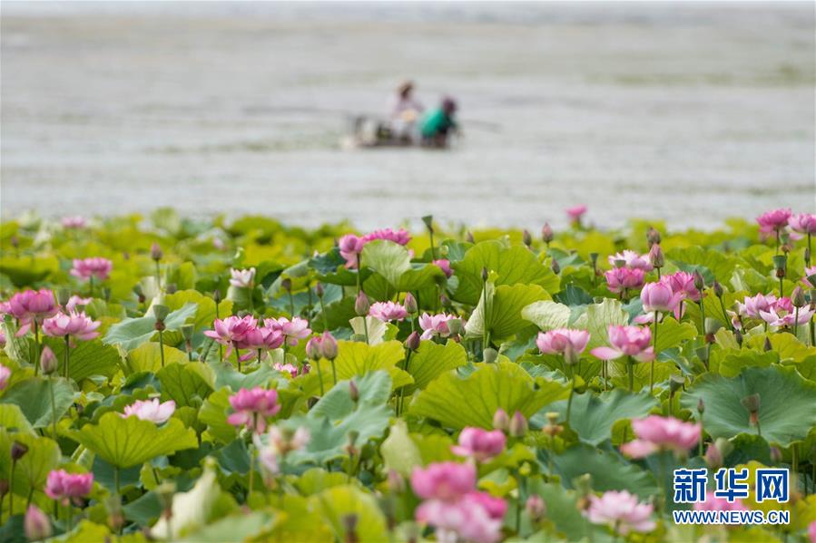 （在習(xí)近平新時代中國特色社會主義思想指引下&mdash;&mdash;新時代新作為新篇章&middot;圖文互動）（9）高原春來早 云嶺開新篇 