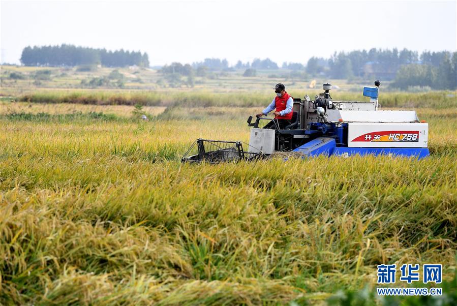 （新華全媒頭條&middot;愛國情 奮斗者&middot;圖文互動）（6）一個村的奮斗，一個時代的巨變&mdash;&mdash;記敢&ldquo;蹚新路&rdquo;的小崗人