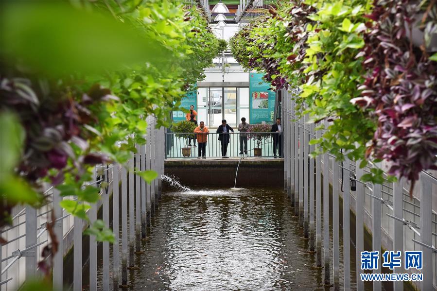 （壯麗70年&middot;奮斗新時(shí)代&middot;圖文互動）（10）山東壽光：一棵&ldquo;菜&rdquo;興一座城 
