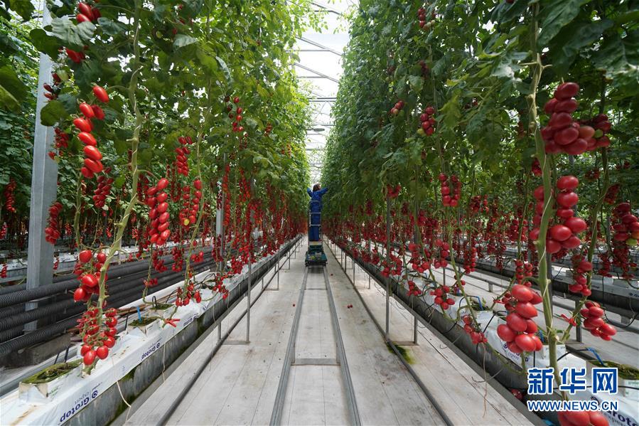 （壯麗70年&middot;奮斗新時(shí)代&middot;圖文互動）（12）山東壽光：一棵&ldquo;菜&rdquo;興一座城 