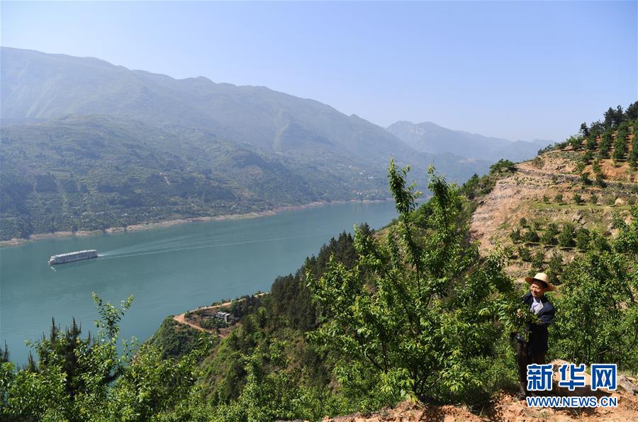 （在習(xí)近平新時代中國特色社會主義思想指引下&mdash;&mdash;新時代新作為新篇章）（12）重慶巫山：&ldquo;生態(tài)寶貝&rdquo;變身&ldquo;搖錢樹&rdquo;