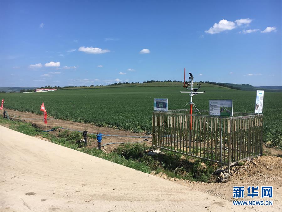 （在習近平新時代中國特色社會主義思想指引下&mdash;&mdash;新時代新作為新篇章&middot;圖文互動）（3）牡丹江：小果蔬透著三種&ldquo;范兒&rdquo;