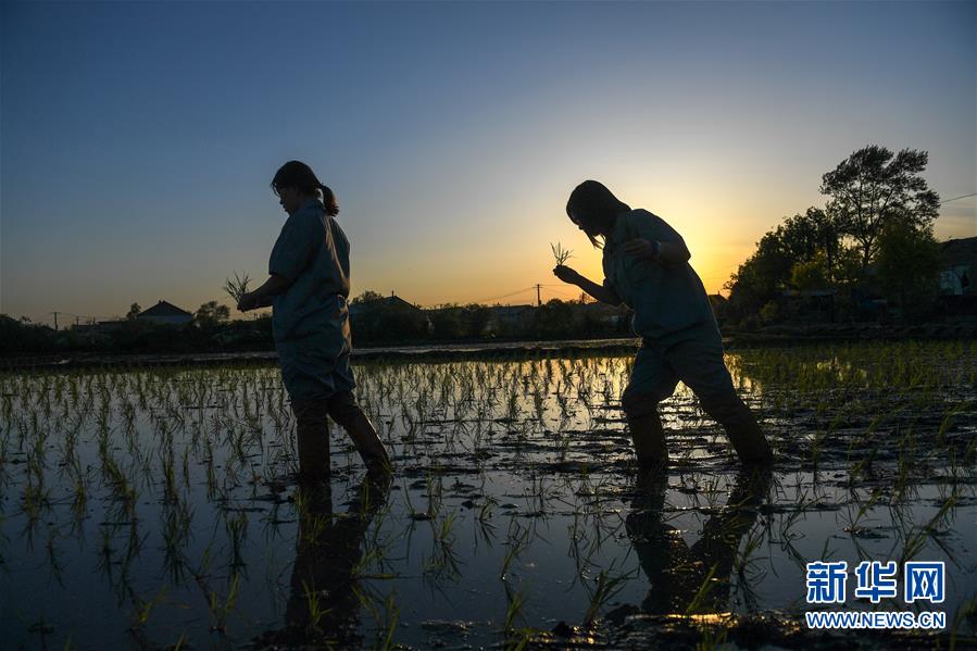 （在習(xí)近平新時(shí)代中國特色社會(huì)主義思想指引下&mdash;&mdash;新時(shí)代新作為新篇章&middot;圖文互動(dòng)）（2）大學(xué)生種田讓農(nóng)民&ldquo;老把式&rdquo;開了眼&mdash;&mdash;吉林長白山下的稻田新事