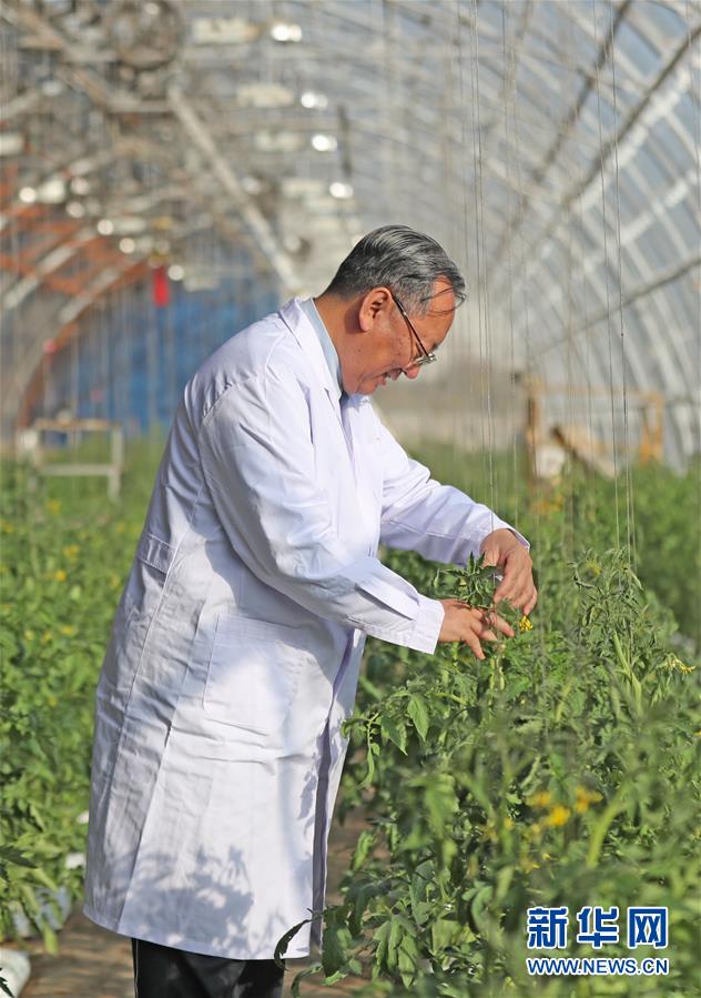 (新華全媒頭條·圖文互動(dòng))(3)和蔬菜“說話”的人——中國工程院院士李天來的“棚菜人生”