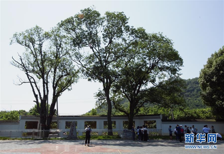 （壯麗70年&middot;奮斗新時(shí)代&mdash;&mdash;記者再走長(zhǎng)征路&middot;圖文互動(dòng)）（6）&ldquo;紅軍樹&rdquo;下憶初心、守初心