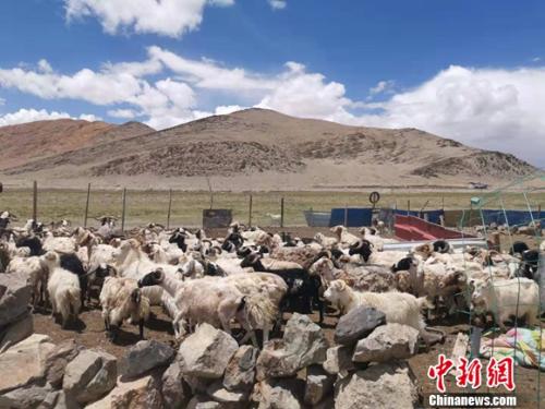 圖為羊群正從羊圈里出來。 謝藝觀 攝