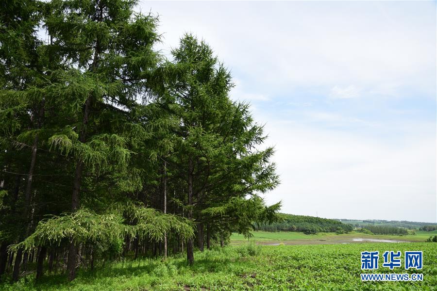 (在習(xí)近平新時代中國特色社會主義思想指引下——新時代新作為新篇章·圖文互動)(1)向林木要錢,讓綠樹生金——黑龍江省拜泉縣發(fā)展綠色經(jīng)濟助脫貧
