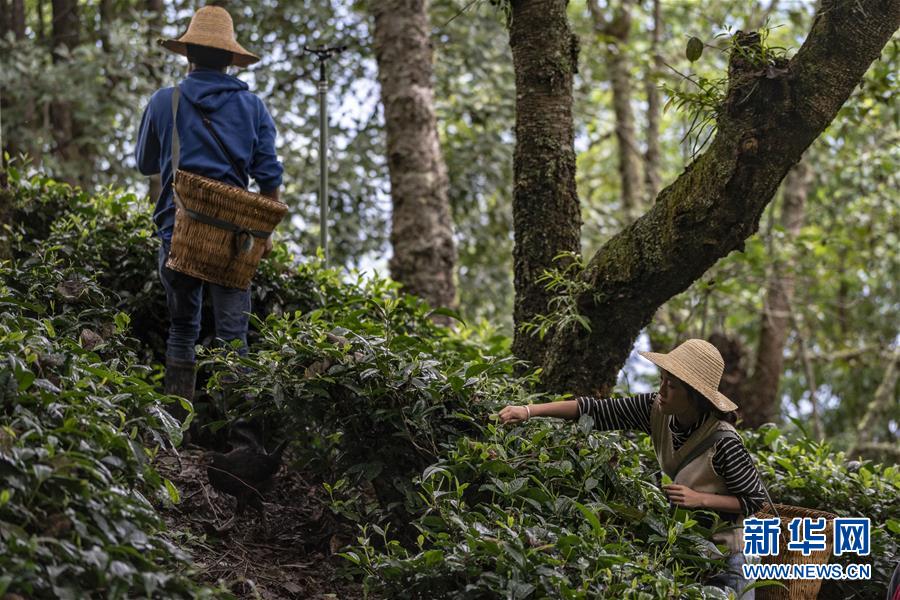 （新華全媒頭條&middot;決戰(zhàn)決勝脫貧攻堅(jiān)&middot;圖文互動(dòng)）（3）為了人與自然和諧共生&mdash;&mdash;云南&ldquo;三江并流&rdquo;地區(qū)決戰(zhàn)精準(zhǔn)脫貧的&ldquo;生態(tài)畫卷&rdquo;
