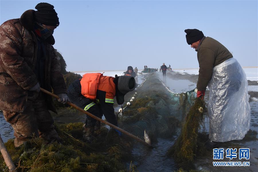 （新春走基層&middot;圖文互動）（4）&ldquo;干活的人不會冷&rdquo;&mdash;&mdash;直擊新疆吉力湖冬捕現(xiàn)場