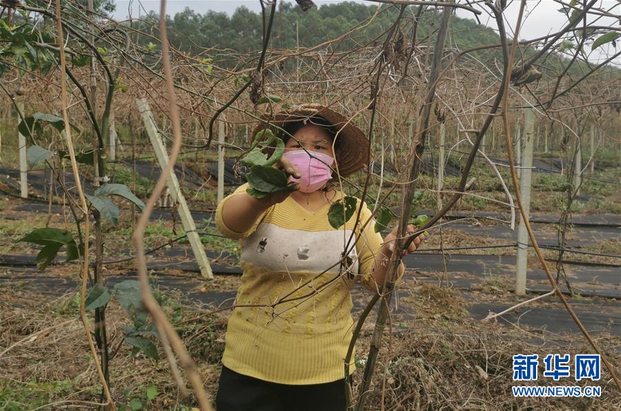 (圖文互動)(3)與疫情抗爭 與春光同行——廣西農(nóng)村春耕備耕一線觀察
