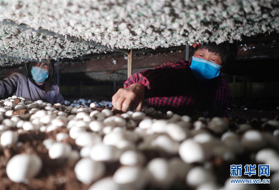 （社會）（1）河北內(nèi)丘：扶貧產(chǎn)業(yè)復產(chǎn)促增收