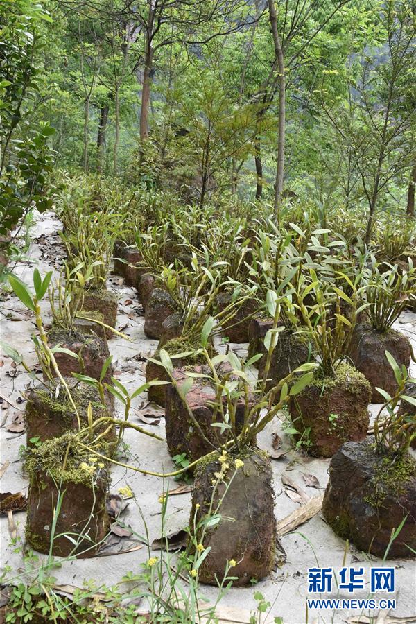 （決戰(zhàn)決勝脫貧攻堅&middot;圖文互動）（3）這個脫貧縣的石頭為何比土金貴？