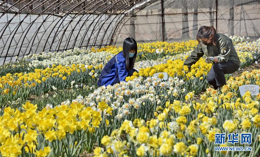 （圖文互動）（6）這座小城，鐫刻下怎樣的&ldquo;世園印記&rdquo;&mdash;&mdash;北京世園會開園一周年探訪延慶