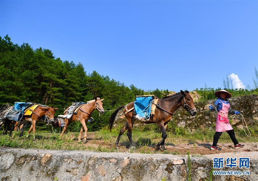 （決戰(zhàn)決勝脫貧攻堅(jiān)&middot;圖文互動(dòng)）（3）老余賣騾子