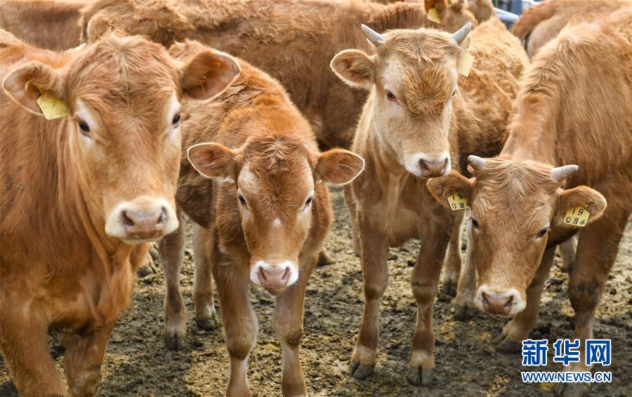 （決戰(zhàn)決勝脫貧攻堅(jiān)&middot;圖文互動）（6）長白山下唱新篇&mdash;&mdash;吉林延邊州脫貧攻堅(jiān)觀察