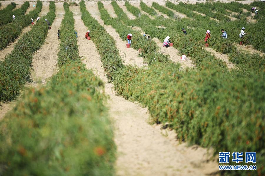 （新華全媒頭條&middot;走向我們的小康生活&middot;圖文互動）（7）23萬人的命運(yùn)轉(zhuǎn)折&mdash;&mdash;我國最大易地生態(tài)移民安置區(qū)的脫貧密碼