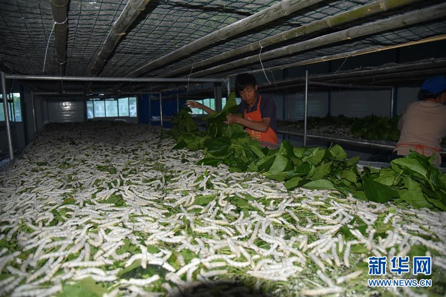 （決戰(zhàn)決勝脫貧攻堅&middot;圖文互動）（1）&ldquo;江南繅絲&rdquo;喀斯特深山扎根記