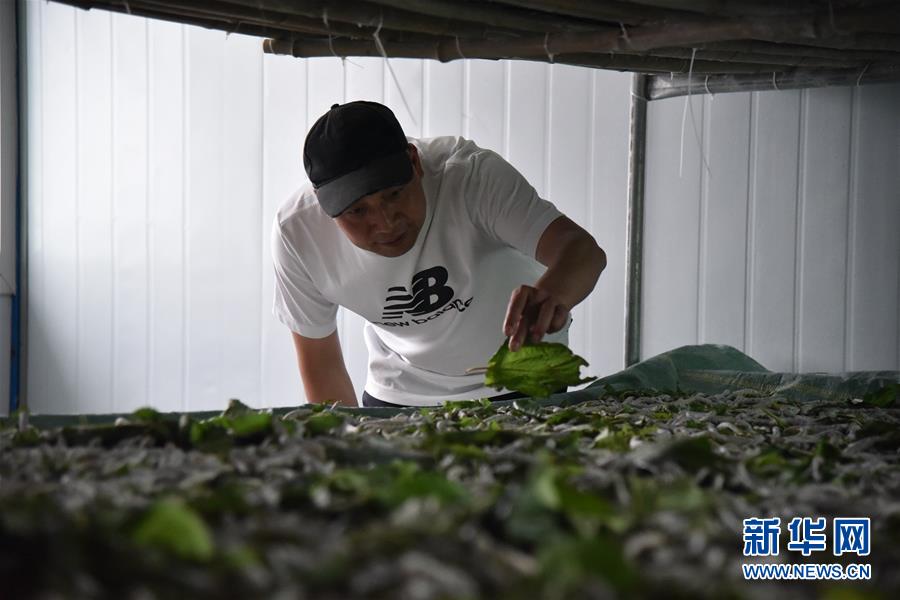 （決戰(zhàn)決勝脫貧攻堅&middot;圖文互動）（3）&ldquo;江南繅絲&rdquo;喀斯特深山扎根記