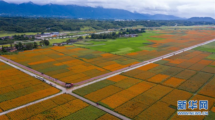 （圖文互動(dòng)）（1）幸福花開(kāi)&mdash;&mdash;高黎貢山下&ldquo;萬(wàn)畝花海&rdquo;帶富美麗鄉(xiāng)村
