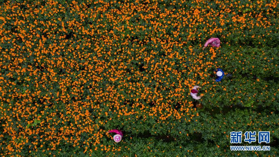 （圖文互動(dòng)）（2）幸?；ㄩ_(kāi)&mdash;&mdash;高黎貢山下&ldquo;萬(wàn)畝花海&rdquo;帶富美麗鄉(xiāng)村