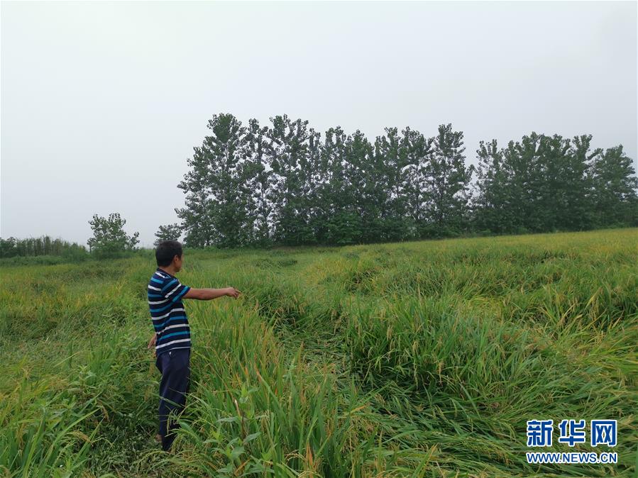 （新華視點&middot;聚焦餐桌外的浪費&middot;圖文互動）（2）顆粒歸倉為何難實現(xiàn)？我國糧食收割環(huán)節(jié)損失驚人