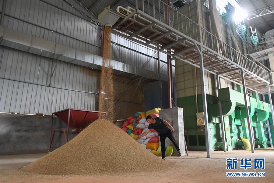 （新華視點(diǎn)&middot;聚焦餐桌外的浪費(fèi)&middot;圖文互動(dòng)）（1）農(nóng)戶儲(chǔ)糧損失達(dá)8%！設(shè)施普遍簡(jiǎn)陋，蟲(chóng)害霉變堪憂