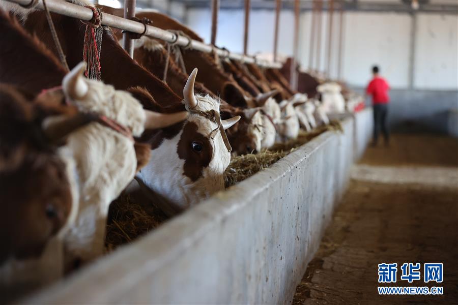 （決戰(zhàn)決勝脫貧攻堅(jiān)&middot;圖文互動(dòng)）（3）再戰(zhàn)&ldquo;北大倉(cāng)&rdquo;