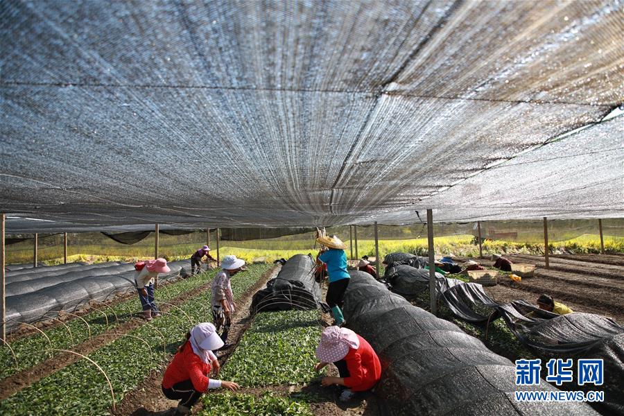 （新華全媒頭條&middot;決戰(zhàn)決勝脫貧攻堅&middot;督戰(zhàn)未摘帽貧困縣&middot;圖文互動）（7）不獲全勝，決不收兵&mdash;&mdash;全國52個掛牌督戰(zhàn)貧困縣脫貧攻堅紀實