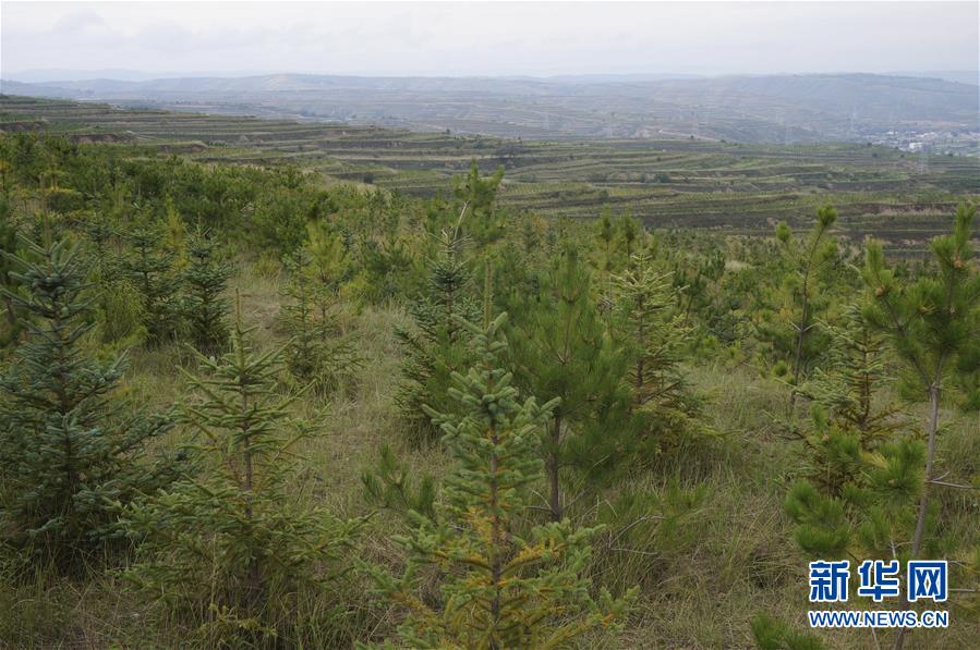 （決戰(zhàn)決勝脫貧攻堅(jiān)&middot;圖文互動(dòng)）（1）甘肅定西黃土高坡上，有片&ldquo;福州林&rdquo;