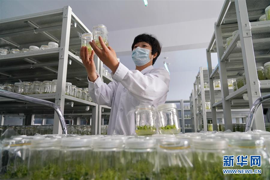 (集中連片特困地區(qū)貧困村調研行·圖文互動)(2)壩上小村莊 闊步奔小康——河北張北縣德勝村脫貧調查