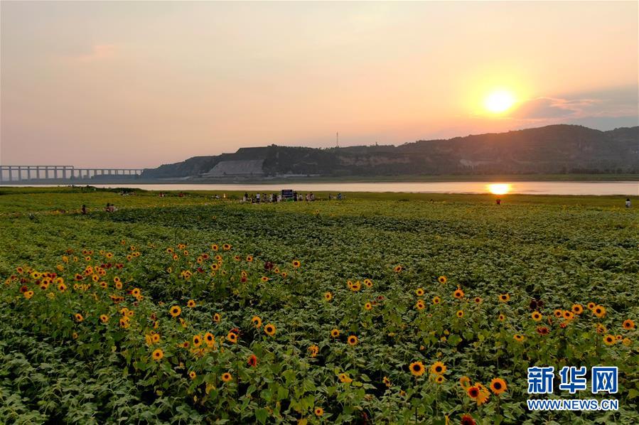 （新華全媒頭條&middot;圖文互動）（12）從&ldquo;四亂&rdquo;突出到生態(tài)修復 黃河漸成中原&ldquo;綠飄帶&rdquo;